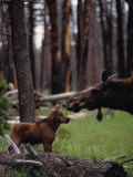 Orignal et son petit Photographie par Randy Olson