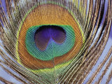 Peacock Tail Feather Photographic Print by Darlyne A. Murawski
