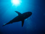 Sunlight Through Water Silhouettes a Passing Shark Photographic Print by Wolcott Henry