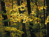 A Woodland View into an Autumn-Colored Forest Photographic Print by Tim Laman