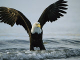 American Bald Eagle Grasps its Prey Below the Water Photographic Print by Klaus Nigge