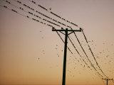 Silhouetted against a Twilight Sky, a Flock of Birds Rests on Telephone Wires Lámina fotográfica por Robert Madden