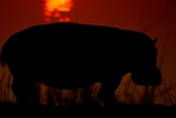 Silhouetted Hippo Photographie par Beverly Joubert