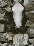 The Head of a White Connemara Pony Pokes Through a Gap in a Stone Wall Photographic Print by Anne Keiser