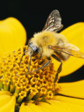 Bee on a Flower Fotografie-Druck von George Grall