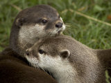 Pair of Mated Asian Short-Clawed River Otters Show Affection Fotoprint van Nicole Duplaix