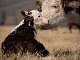 Hereford Cow with Calf Lámina fotográfica por Sam Abell Hereford Cow with Calf Lámina fotográfica por Sam Abell