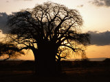 A twilight view of a baobab tree Lámina fotográfica