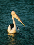 A Portrait of a Pelican Swimming Near Monkey Mia on Shark Bay Photographic Print by Bill Ellzey