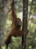 An orangutan climbs a tree in an orangutan rehabilitation center Lámina fotográfica por Michael Nichols