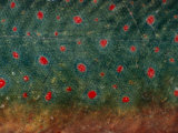 A Close View of the Skin of a Salmon in Breeding Colors Photographic Print by Klaus Nigge