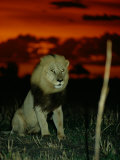 A Lion with Shining Eyes Looks into the Camera Photographic Print by Beverly Joubert