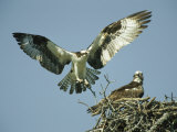 Osprey Landing in its Nest near its Partner Photographic Print by Klaus Nigge