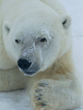 A Close View of a Polar Bear Photographic Print by Paul Nicklen