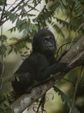 Portrait d'un gorille orphelin vivant dans un sanctuaire de gorilles Photographie par Michael Nichols