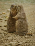 National Zoo Prairie Dogs Show Affection by Kissing Photographic Print by Brian Gordon Green
