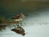 A Sandpiper and its Reflection in Calm Water Photographie par Klaus Nigge