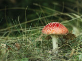 Psychotropic Amanita Muscaria Mushroom near a Fern Photographie par Klaus Nigge