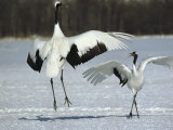 A Pair of Japanese or Red Crowned Cranes Engage in a Courtship Dance Photographic Print by Tim Laman
