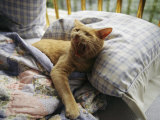 Sisse Brimberg - A Yawning Cat Wakes from a Nap in a Humans Bed - Fotografik Baskı Sisse Brimberg - A Yawning Cat Wakes from a Nap in a Humans Bed - Fotografik Baskı