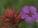 Indian Paintbrush and Wild Geranium (Right) Photographic Print by Norbert Rosing