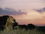 A Male African Lion Looks out over its Territory at Twilight Photographic Print by Roy Toft