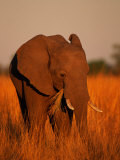African Elephant Eating Grass Photographic Print by Beverly Joubert