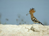 A Hoopoe Carries an Insect in its Mouth Photographie par Klaus Nigge