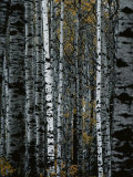 A forest of white birch trees. Lámina fotográfica por Medford Taylor A forest of white birch trees. Lámina fotográfica por Medford Taylor