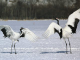 A Pair of Japanese or Red Crowned Cranes Engage in a Courtship Dance Photographic Print by Tim Laman