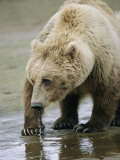 An Alaskan Brown Bear Walks Through Shallow Water Photographic Print by Roy Toft