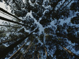 View Looking up at the Tops of Loblolly Pine Trees Photographic Print by Bates Littlehales