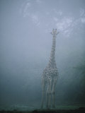 A Giraffe Stands in the Early Morning Mist Photographic Print by Chris Johns
