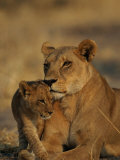 African Lioness and Cub Photographic Print by Beverly Joubert