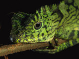 A Close View of the Head of a Lizard Lying Along a Branch Photographic Print by Tim Laman