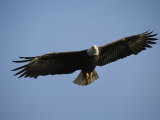 American Bald Eagle in Flight Photographic Print by Tom Murphy