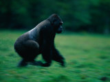 A Western Lowland Gorilla (Gorilla Gorilla Gorilla) Sprinting Through a Field Photographic Print by Michael Nichols