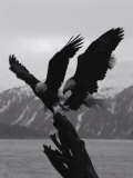 Two Bald Eagles Fight Each Other for Food Lámina fotográfica por Norbert Rosing Two Bald Eagles Fight Each Other for Food Lámina fotográfica por Norbert Rosing