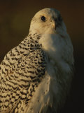 Gyrfalcon (Falco Rusticolus) in its White Phase Photographie par Joel Sartore
