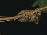A Tarsier Clinging to a Tree Branch Photographic Print