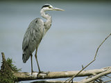 Graceful Gray Heron Standing on a Log Photographic Print by Klaus Nigge