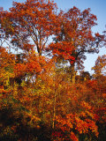 Tree in Golden Fall Color Along the Appalachian Trail Photographic Print by Raymond Gehman