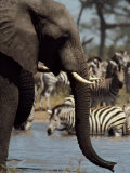 Eléphant d'Afrique se désaltérant dans un trou d'eau avec un troupeau de zèbres Photographie par Beverly Joubert