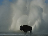 American Bison Silhouetted against Geyser Steam Photographic Print by Norbert Rosing