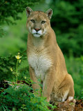 A Close View of a Captive Male Mountain Lion (Felis Concolor) Photographie par Norbert Rosing