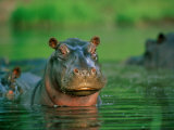A Hippopotamus Pokes its Head out of the Water While Swimming with Other Hippos Photographic Print by Beverly Joubert