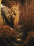 A Baby Eastern Gray Squirrel in its Nest Photographic Print by Chris Johns