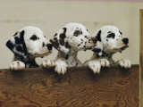 Trois chiots dalmatiens bien curieux Photographie par Joseph H. Bailey