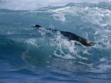 Sea Otter Rides the Surf in Monterey Bay, California Photographic Print by Paul Nicklen