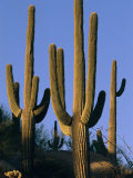 Saguaro Cacti in Desert Landscape with Vivid Blue Sky Photographic Print by Richard Nowitz